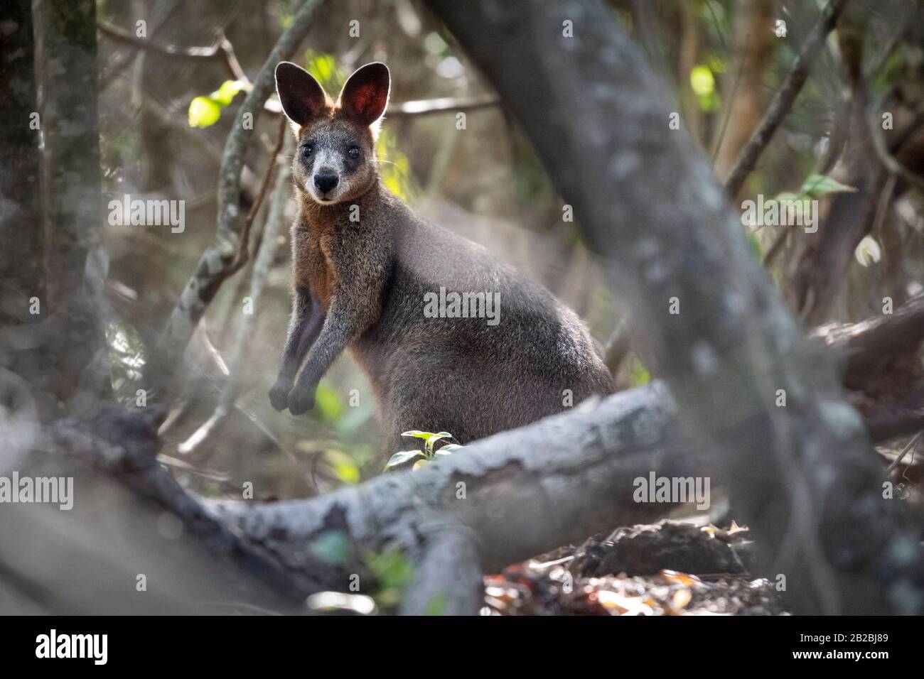 Wallaby in freier Wildbahn an der Ostküste Australiens Stockfoto