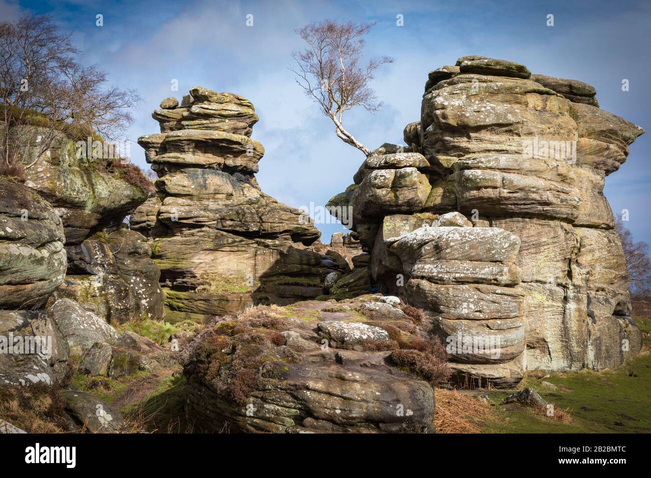 Baum, Rocky Landscape, Brimham Rocks, Nidderdale, North Yorkshire Stockfoto
