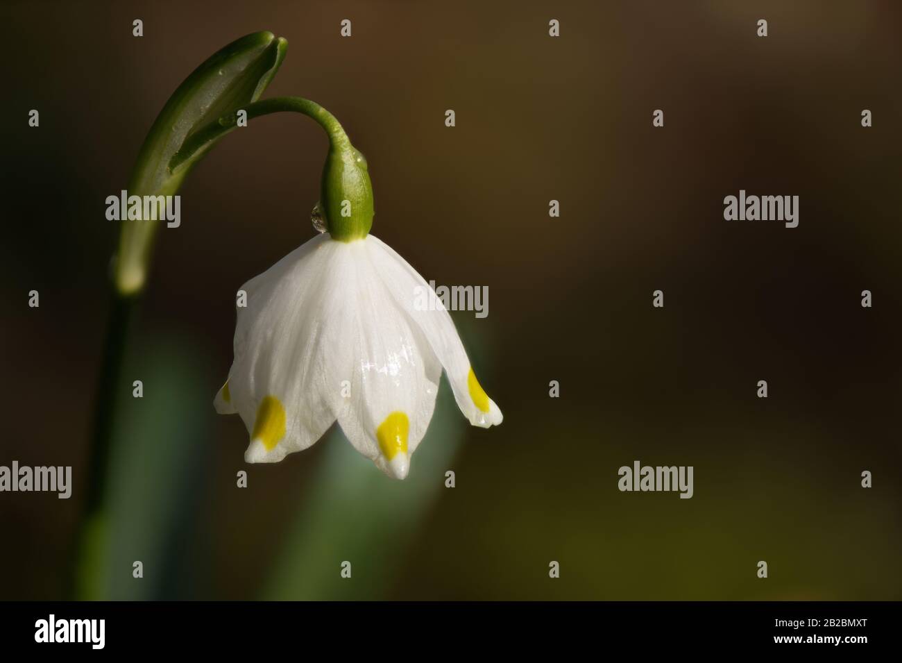 Frühlings-Schneeflochblütenpflanze, Leucojum vernum im Makro-Nahbereich mit morgendlichen Taupunktfällen. Platz für Text und Design kopieren. Stockfoto