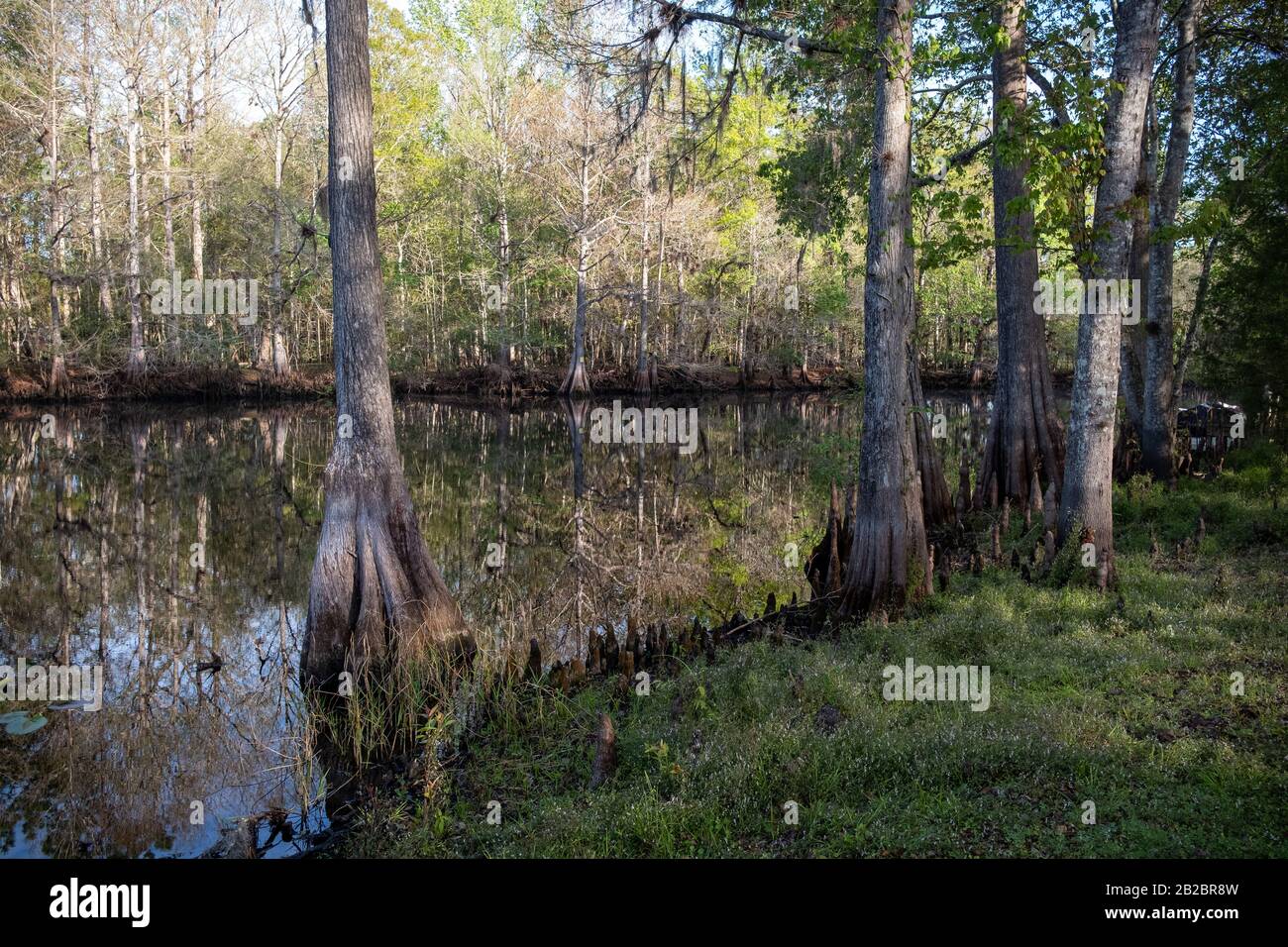 Withlahoochee River, Donnellon, Florida. Stockfoto