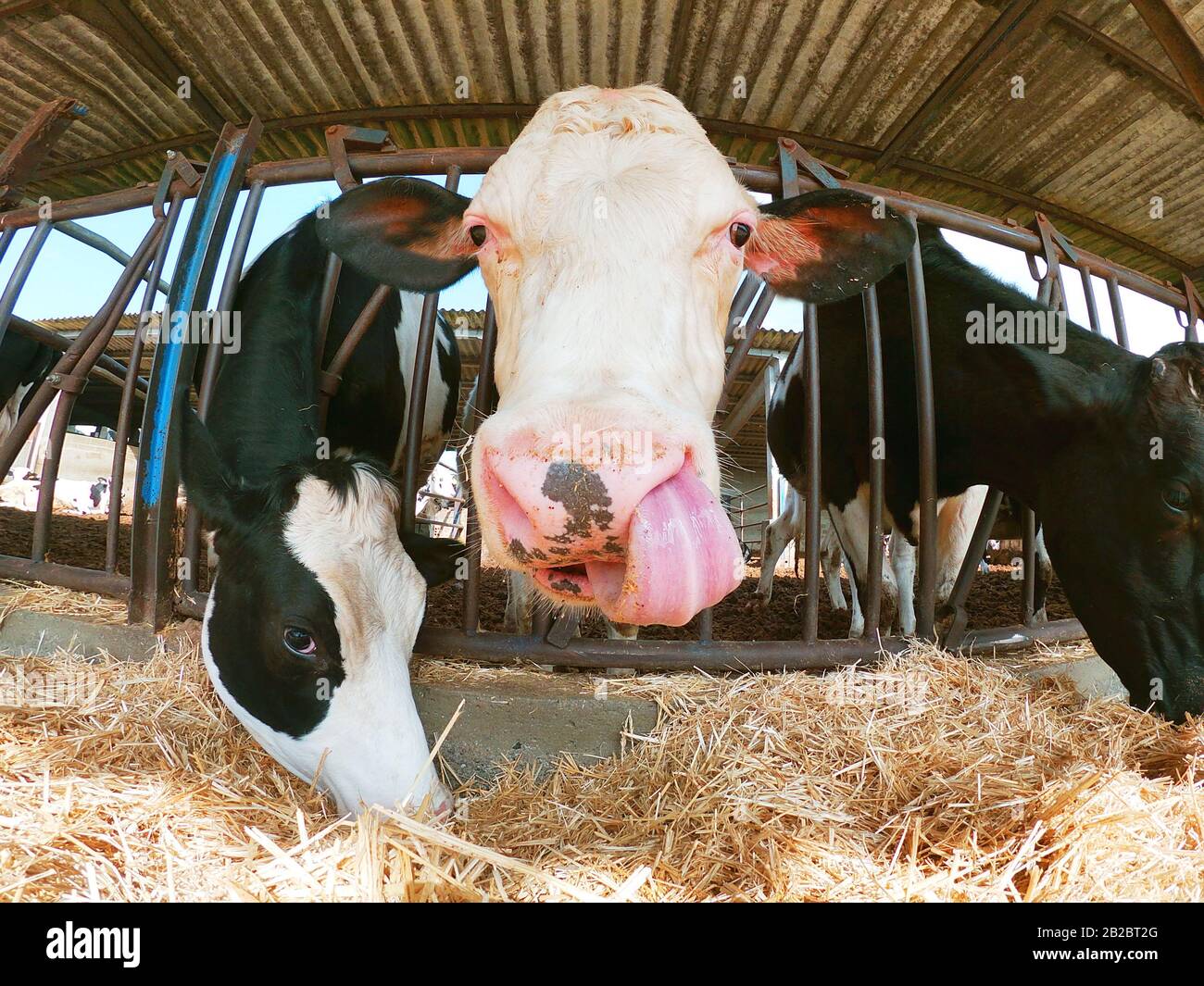 Kuh-Porträt mit der Tonge in einem Stall. Nutztierhaltung und Anbaukonzept mit Milchproduktion. Leeren Sie den Kopierbereich für den Text des Editors. Stockfoto