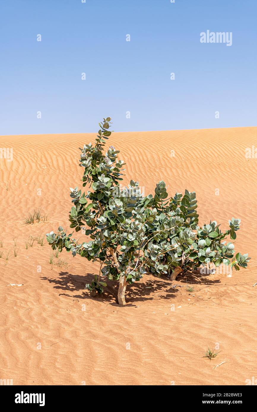 Sodom Apfelstrauch, Evergreen Strauch, in der Wüste mit dem Wind mit roten Sanddünen und blauem Himmel, Mittlerer Osten, Arabische Halbinsel Stockfoto