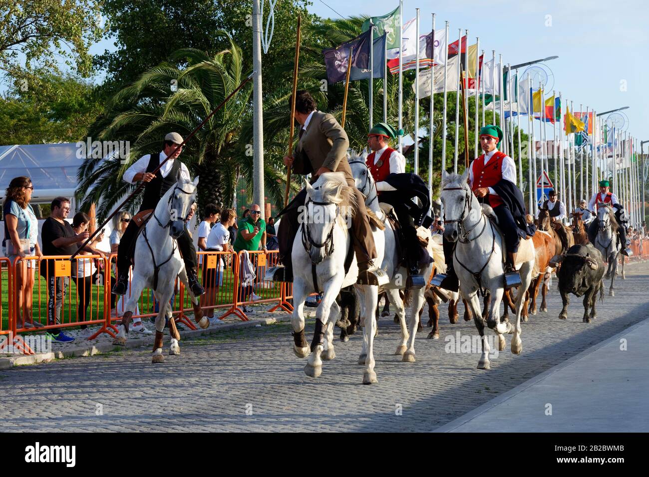 Die Parade der Gespanne und die Stiere in den Straßen während der festas do Barrete Verde e das Salinas, Provinz Alcochete, Setubal, Portugal Stockfoto