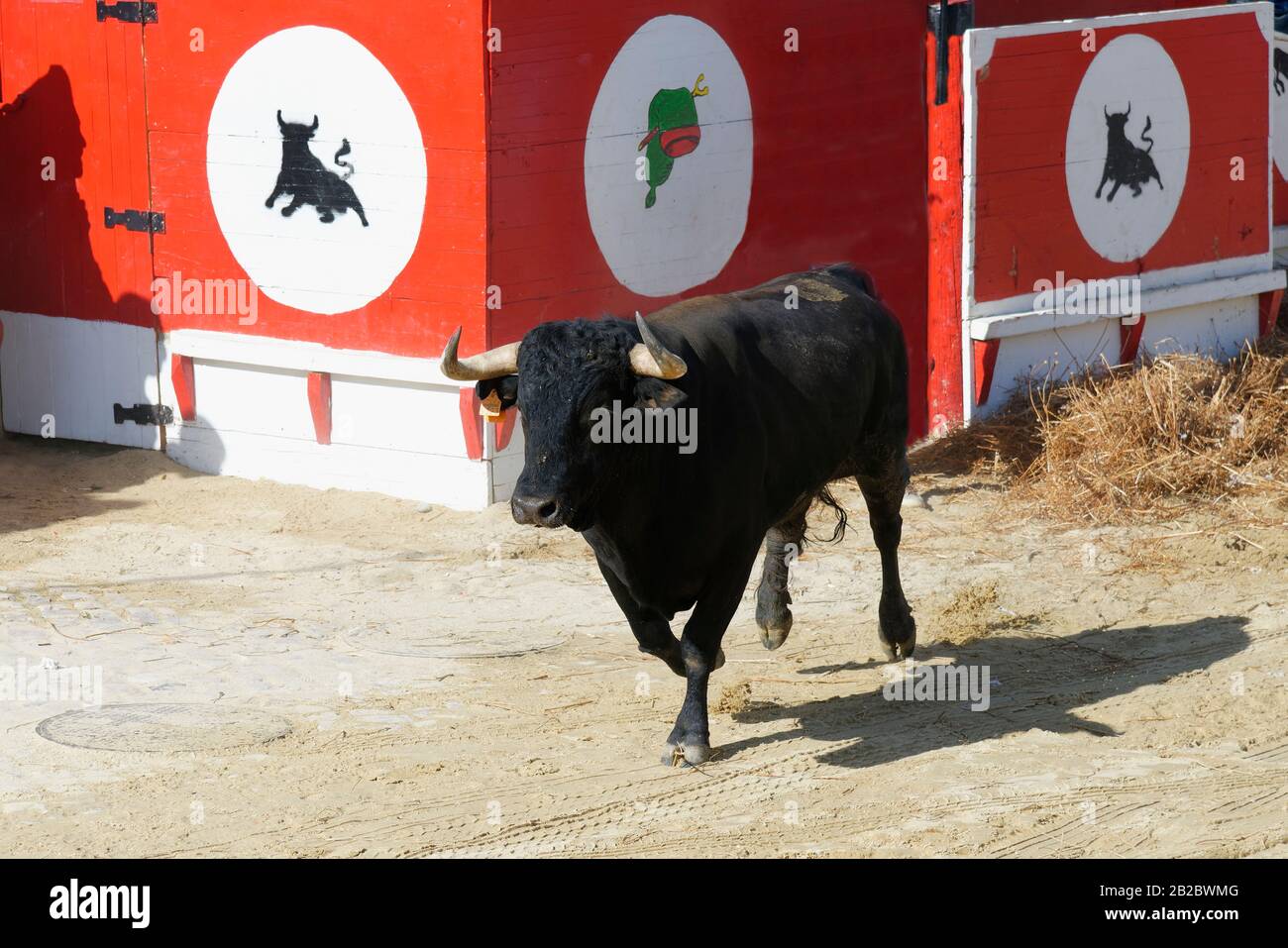 Straße Corrida während der Festas do Barrete Verde e das Salinas, Alcochete, Provinz Setubal, Portugal Stockfoto