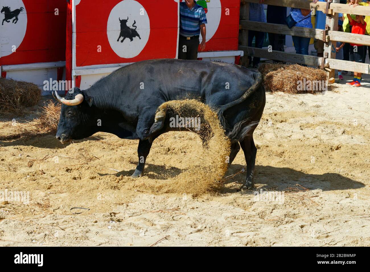 Straße Corrida während der Festas do Barrete Verde e das Salinas, Alcochete, Provinz Setubal, Portugal Stockfoto