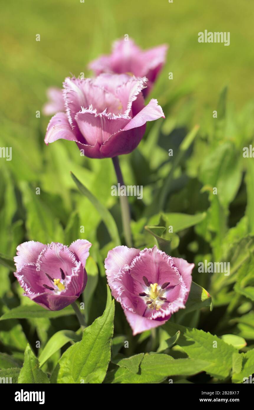 Frühlingsanzeige von Tulpen Tulipa "Cummins" aus violettem und weißem Rost in der Ukraine Stockfoto