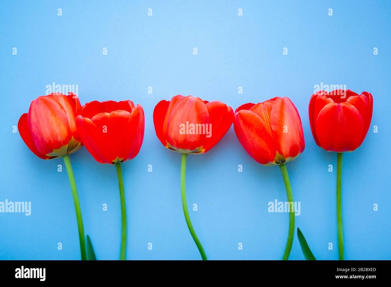 Schöne rote Tulpen Draufsicht auf trendigen blauen Hintergrund 2020. Feier, Postkartenvorlage Stockfoto