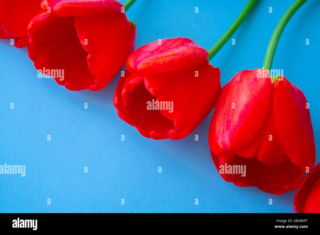 Schöne rote Tulpen Draufsicht auf trendigen blauen Hintergrund 2020 mit Copyspace. Feier, Postkartenvorlage Stockfoto