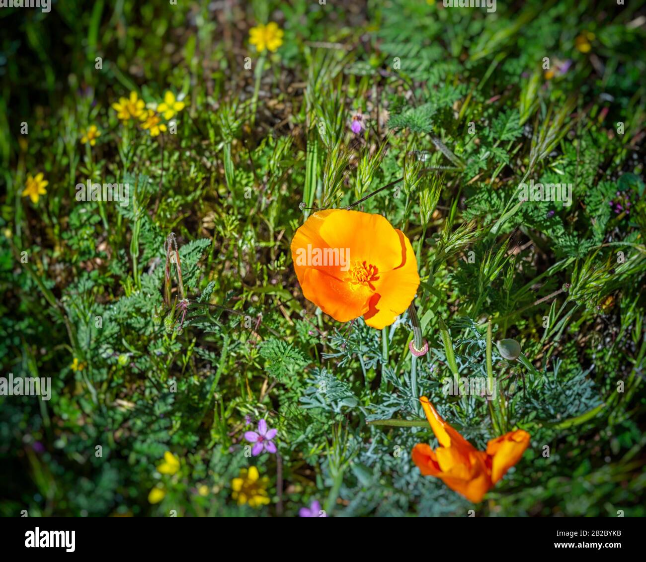 Die Staatsblume, California Poppy (Escholzia californica), blüht in Lancaster, CA, USA. Stockfoto