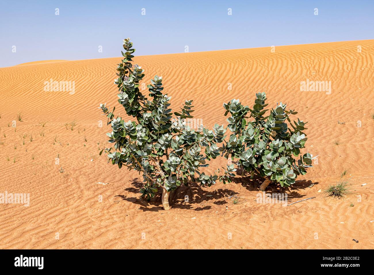 Sodom Apfelstrauch, Evergreen Strauch, in der Wüste mit dem Wind mit roten Sanddünen und blauem Himmel, Mittlerer Osten, Arabische Halbinsel Stockfoto