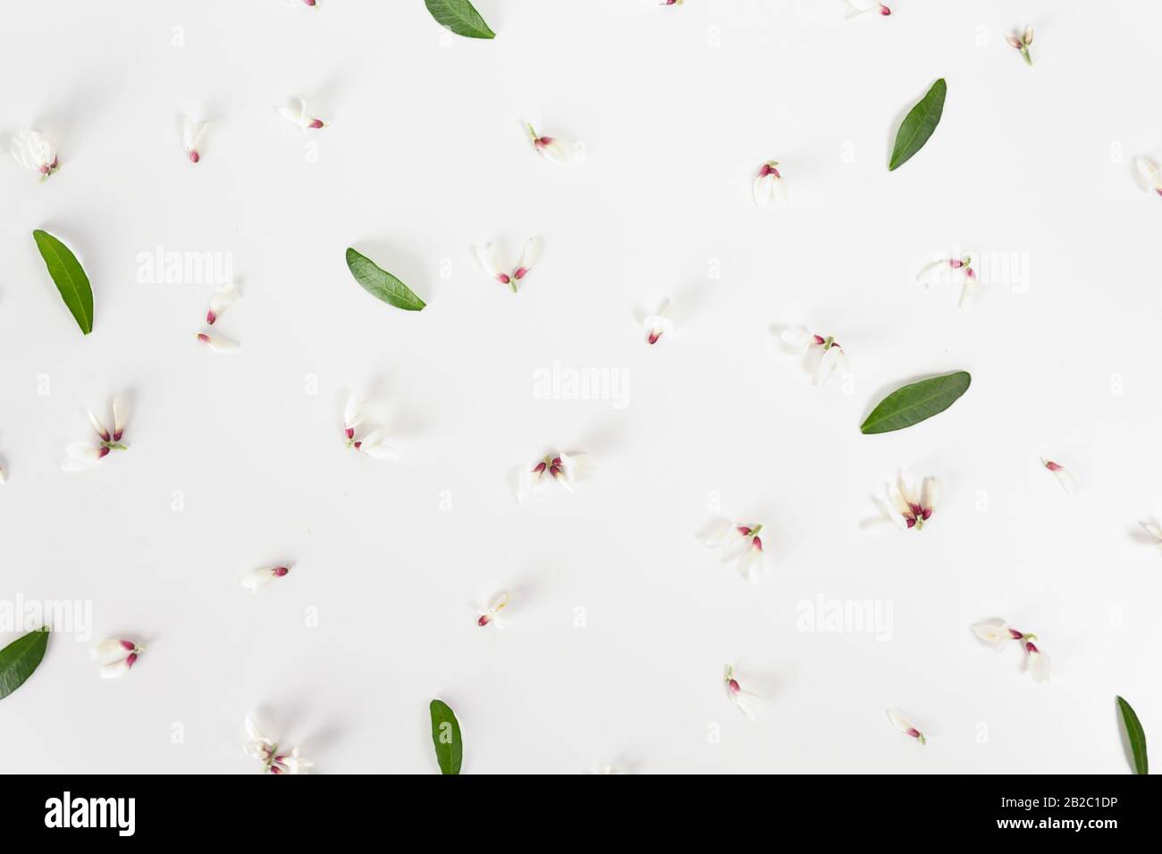 Top-View-Foto mit zarten, weißen Blumenknospen auf grauem Hintergrund mit Pistazien. Alternative botanische Pflanzenheilkunde Konzept. Flo Stockfoto