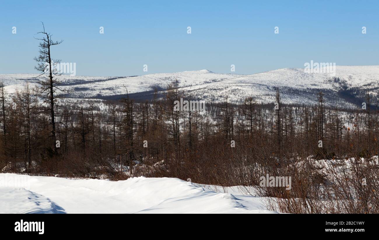 Winterlandschaft mit Hügeln und Wald in Süd-Yakutien, Russland Stockfoto