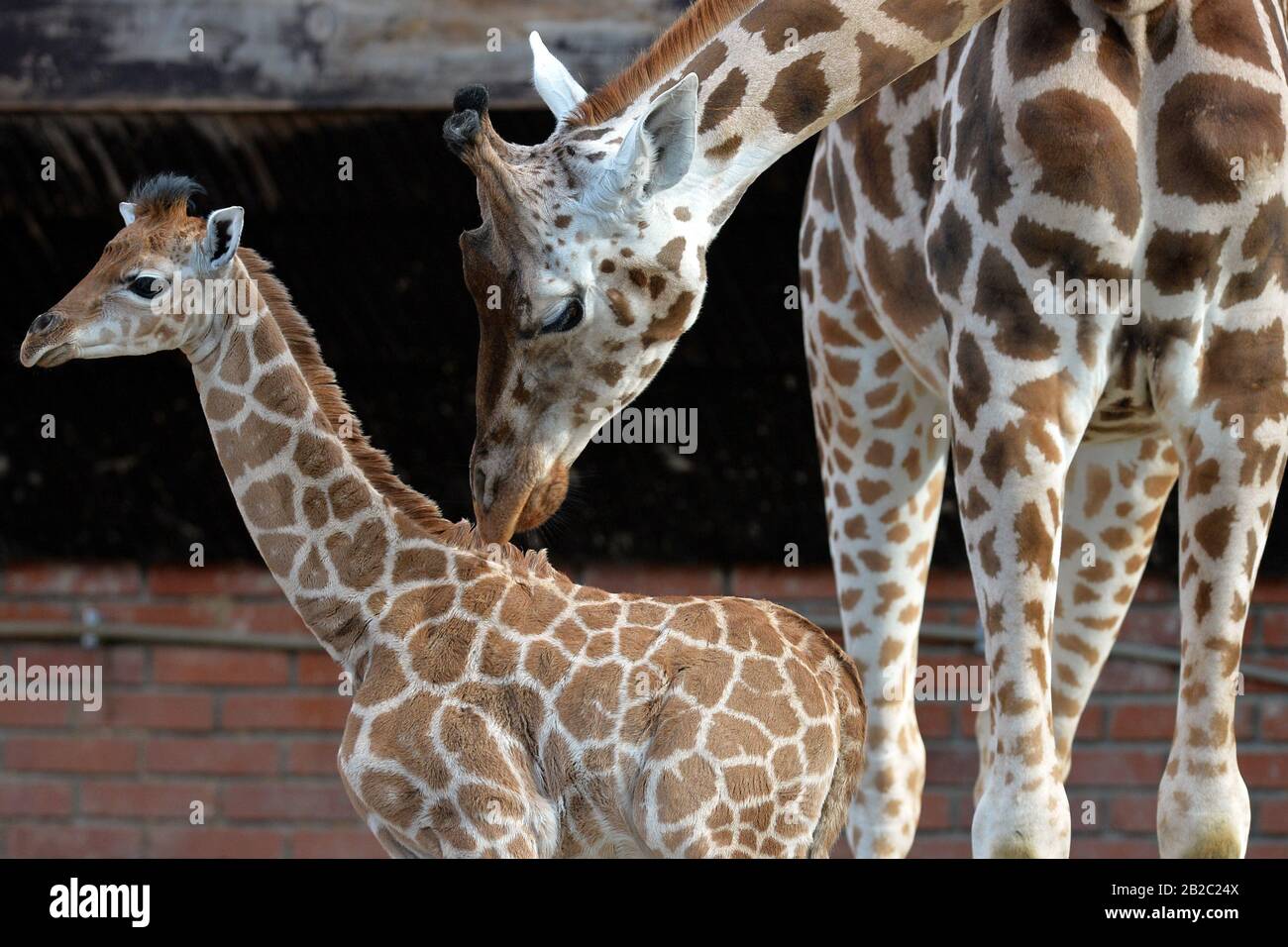 Liberec, Tschechien. März 2020. Eine drei Wochen alte Rothschilds Giraffe mit Mutter ist im Afrika-Gehege im Zoo von Liberec in Tschechien zu sehen.EIN männliches Kalb, das am 2. Februar 2020 geboren wurde. Die Rothschild-Giraffe ist leicht von anderen Unterarten zu unterscheiden. Das offensichtlichste Zeichen ist die Färbung des Mantels oder Pelts. Credit: Slavek Ruta/ZUMA Wire/Alamy Live News Stockfoto