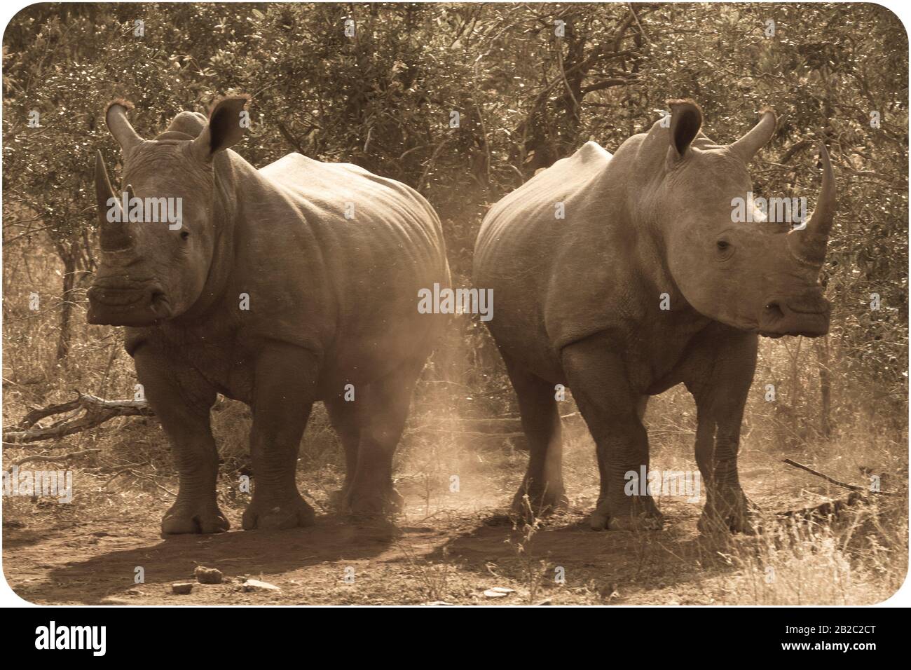 Afrika, Voyager Südafrika - 21, 30 agosto 2017 Stockfoto