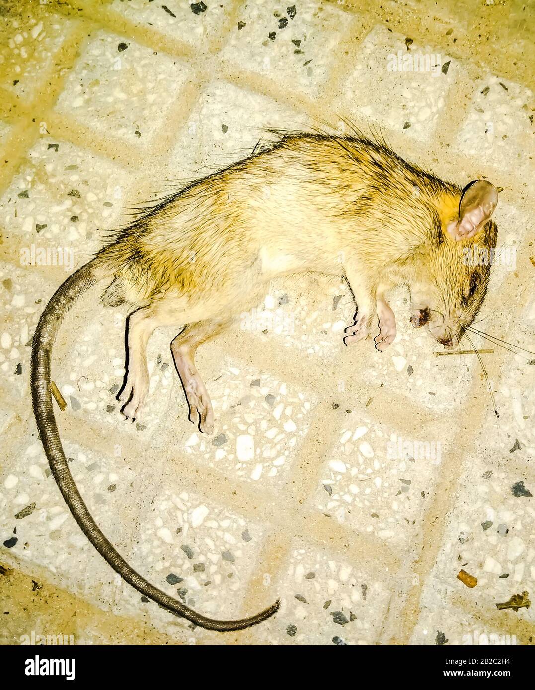 Ein Bild von toter Ratte Stockfoto