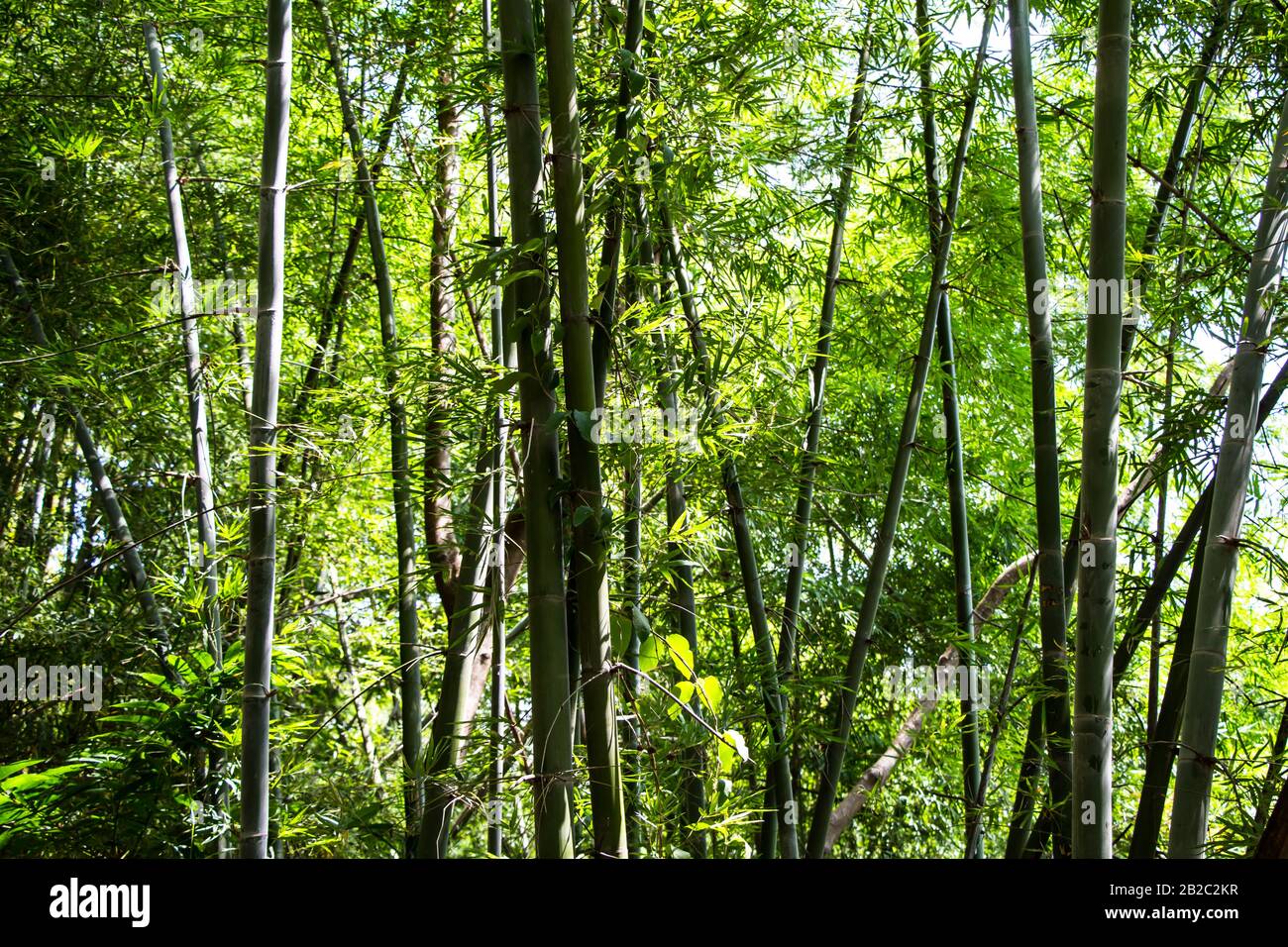 Bambuswald in Thailand Stockfoto