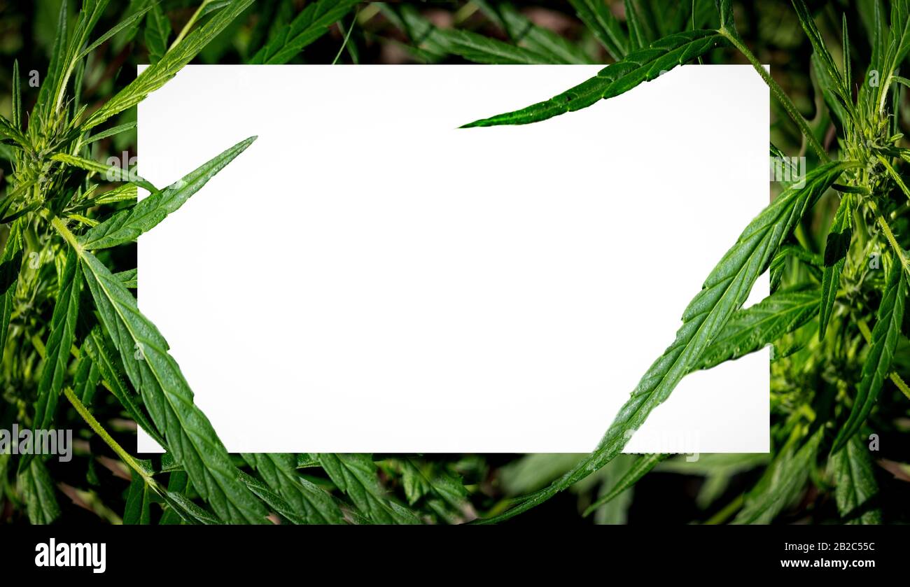 Pflanzen Sie grünblättrigen Cannabis blühenden Rahmen auf weißem Hintergrund nah oben Stockfoto