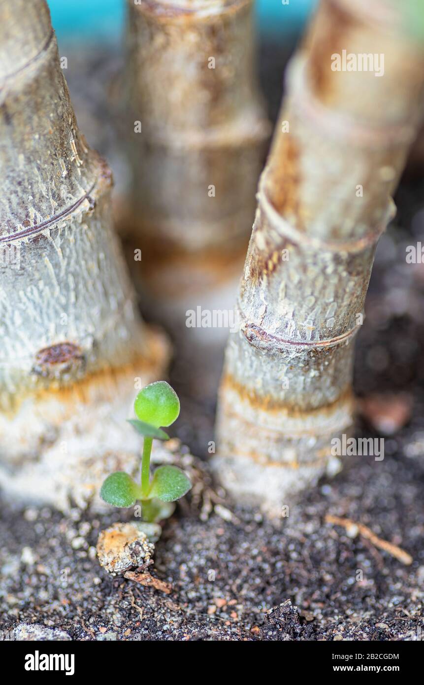 Crassula Ovata Jadebaum Geldbaum Gemeine Heimatpflanze Saftig Fur Gluck Stockfotografie Alamy Crassula Ovata Jadebaum Geldbaum Gemeine Heimatpflanze Saftig Fur Gluck Stockfotografie Alamy