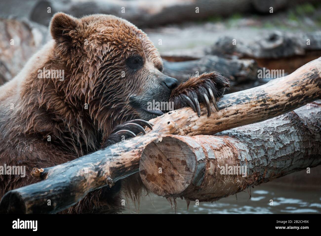 Grizzly Bear spielen im Wasser umgeben von Baumstämmen Stockfoto
