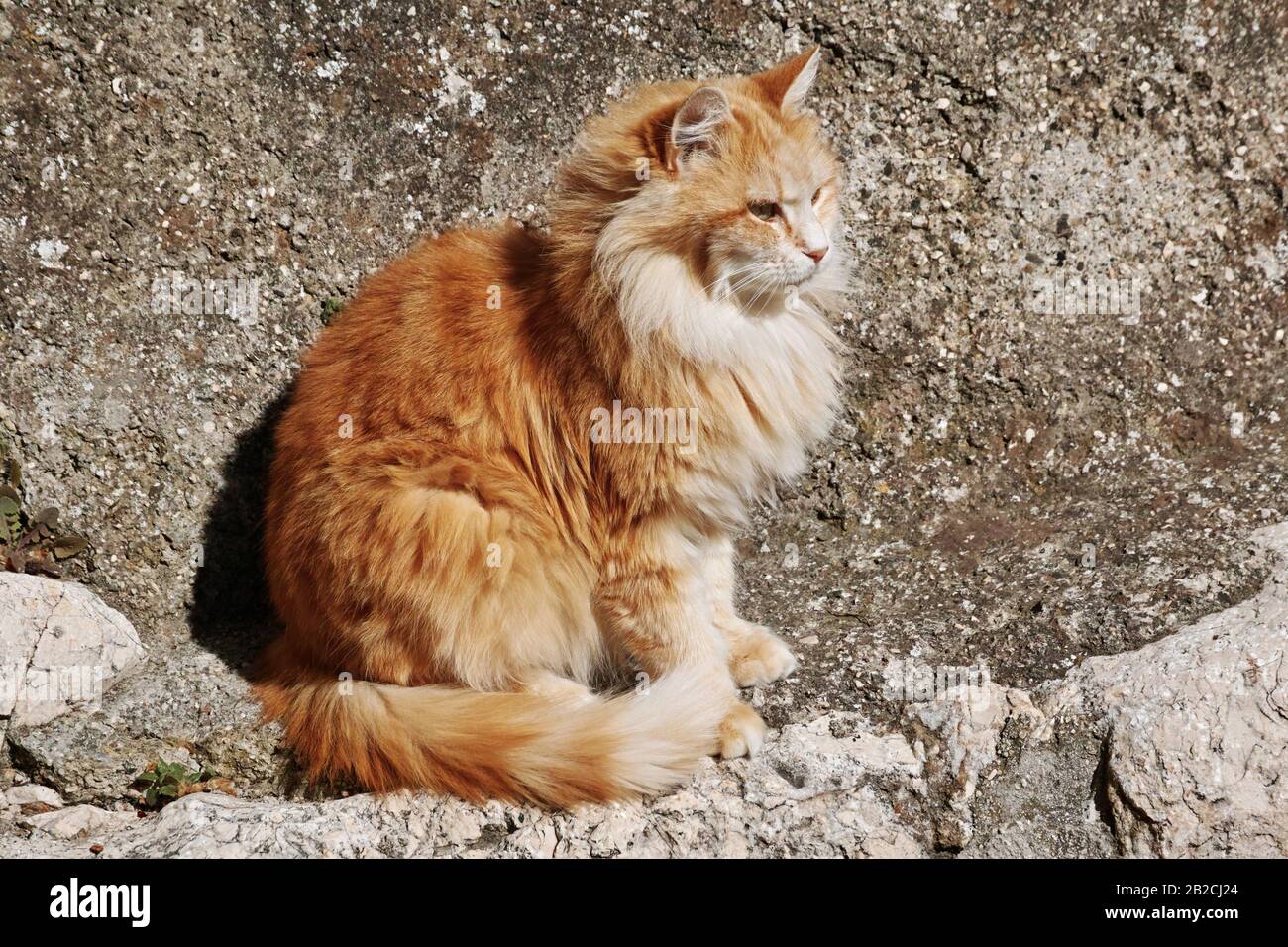 Langhaarige Ingwerkatze, die in der Sonne sitzt Stockfoto