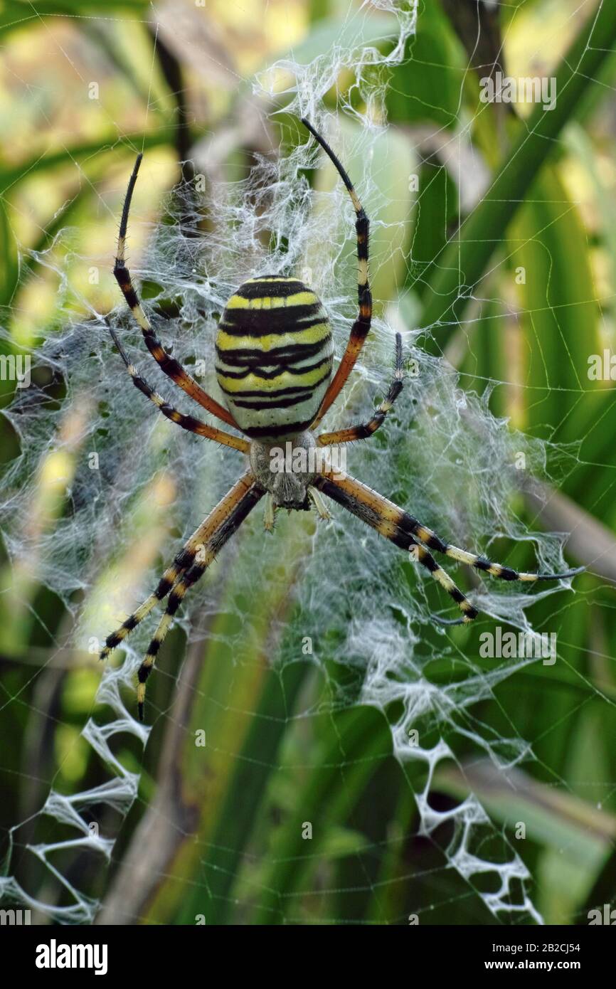 Eine Wespenspinne, argiope bruennichi, im Netz Stockfoto