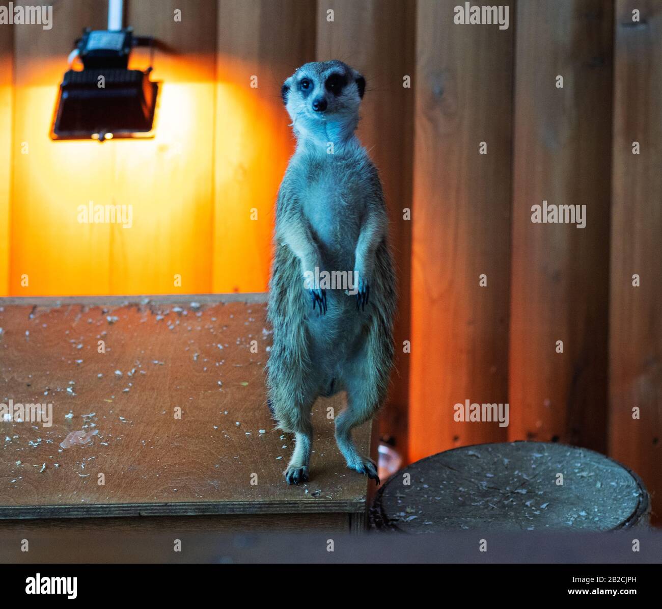 Lustige Meerkat, die vor der Kamera posieren. Foto im Kontaktzoo Tscheljabinsk aufgenommen. Russland. Stockfoto