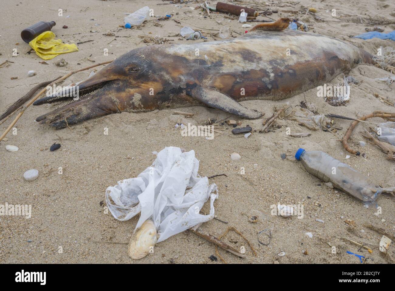 Delphin, der von den Wellen geworfen wird, liegt am Strand und ist von Plastikmüll umgeben. Flaschen, Beutel und andere Kunststoffschutt in der Nähe von ist ein totes Delphin am Strand. Plastische Verschmutzung tötet Meerestiere Stockfoto