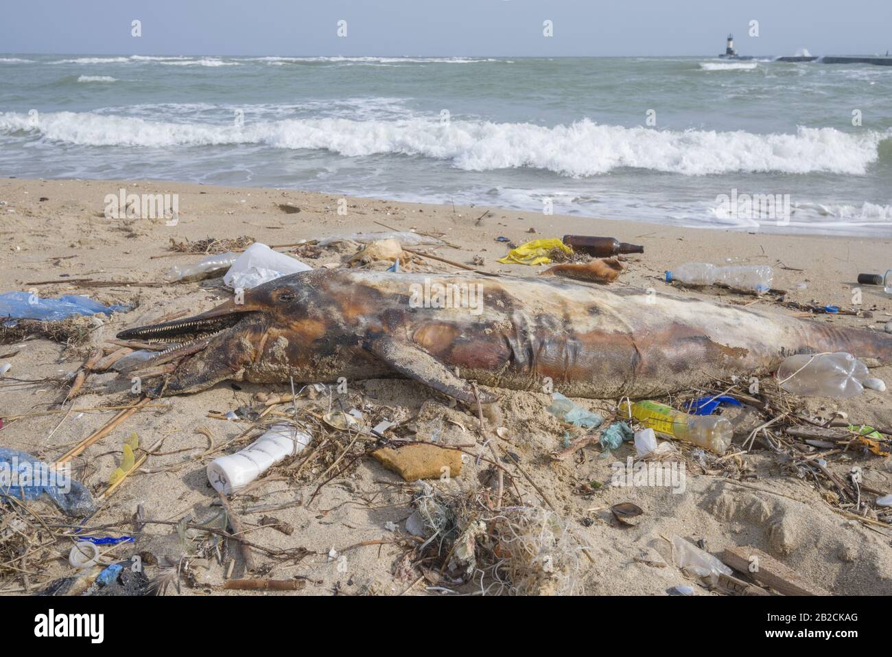 Delphin, der von den Wellen geworfen wird, liegt am Strand und ist von Plastikmüll umgeben. Flaschen, Beutel und andere Kunststoffschutt in der Nähe von ist ein totes Delphin am Strand. Plastische Verschmutzung tötet Meerestiere Stockfoto