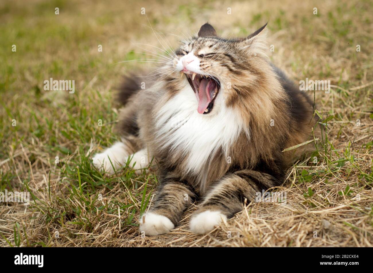 Nahaufnahme einer gähnenden norwegischen Waldkatze auf dem Gras outdoor.calm und entspannen. Lustige Katze Stockfoto