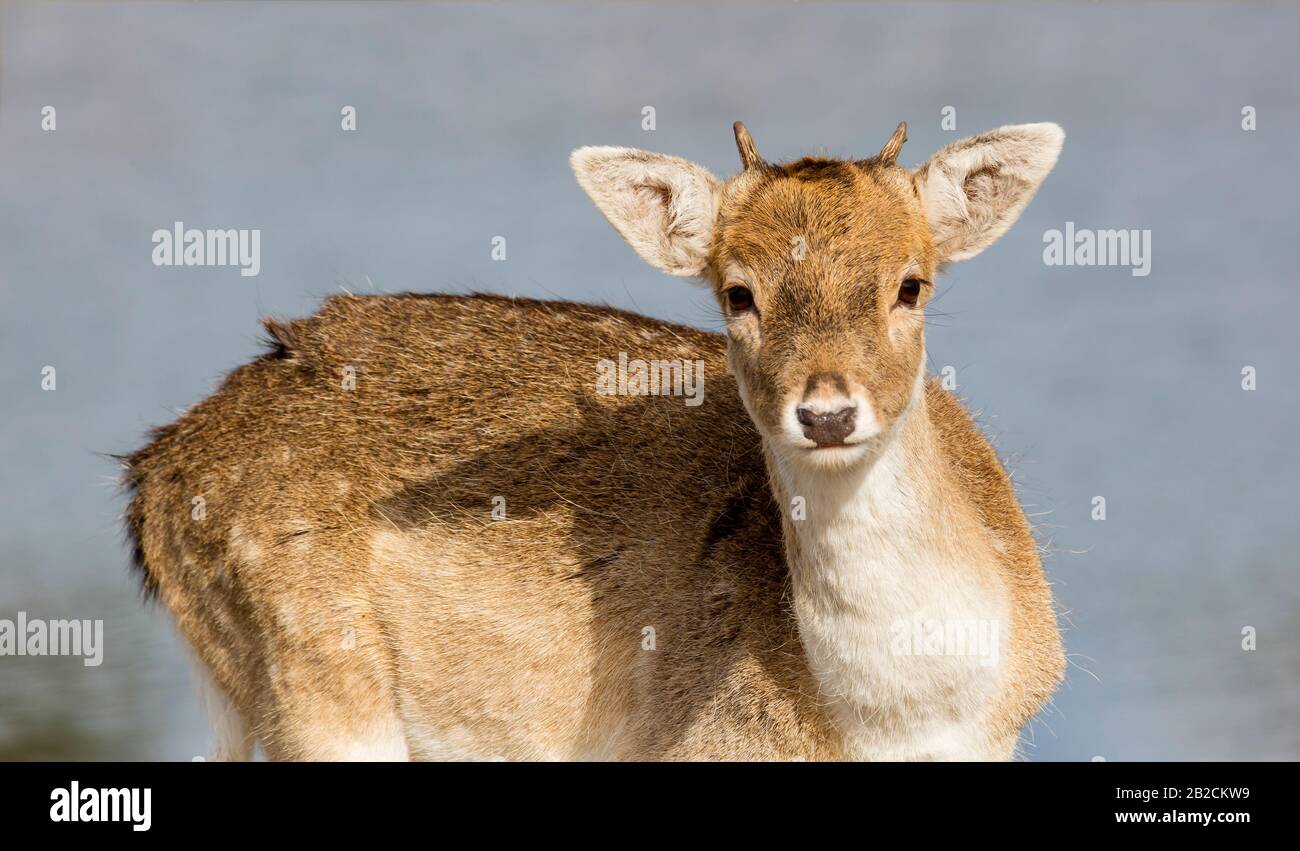 Ein junger Hirsch blickt direkt in die Kamera. Stockfoto