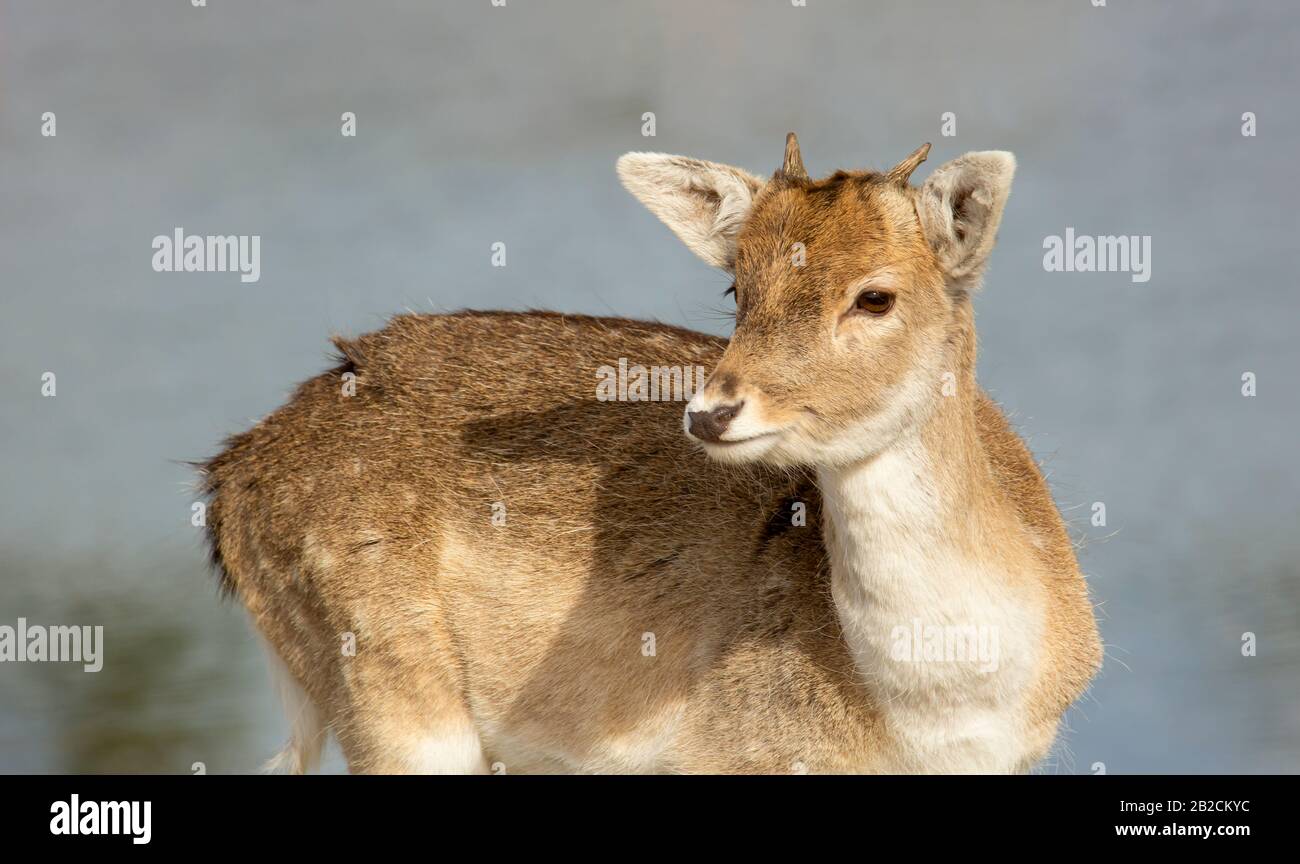 Ein junger Hirsch blickt seitlich nach hinten. Stockfoto