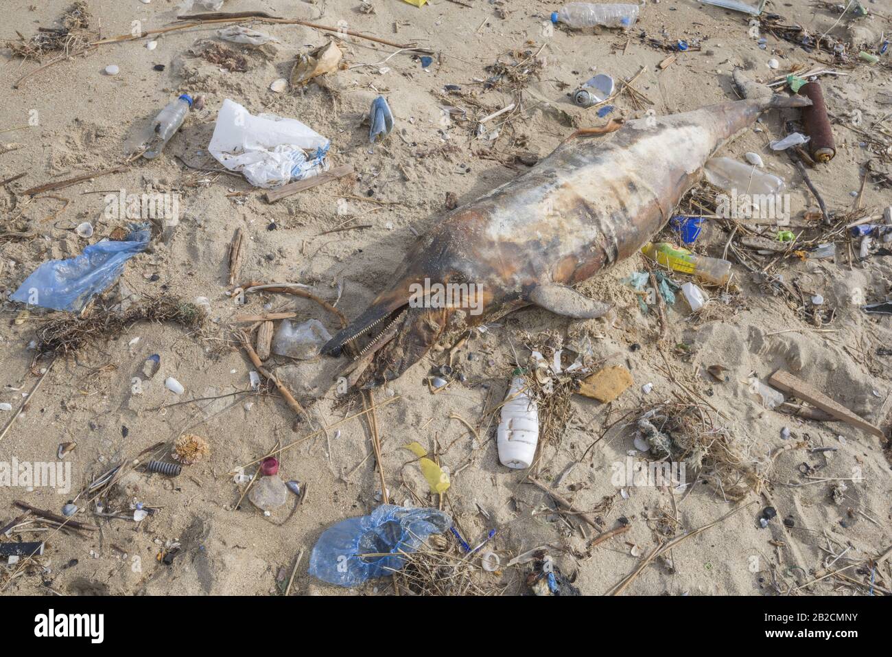 Delphin, der von den Wellen geworfen wird, liegt am Strand und ist von Plastikmüll umgeben. Flaschen, Beutel und andere Kunststoffschutt in der Nähe von ist ein totes Delphin am Strand. Plastische Verschmutzung tötet Meerestiere Stockfoto