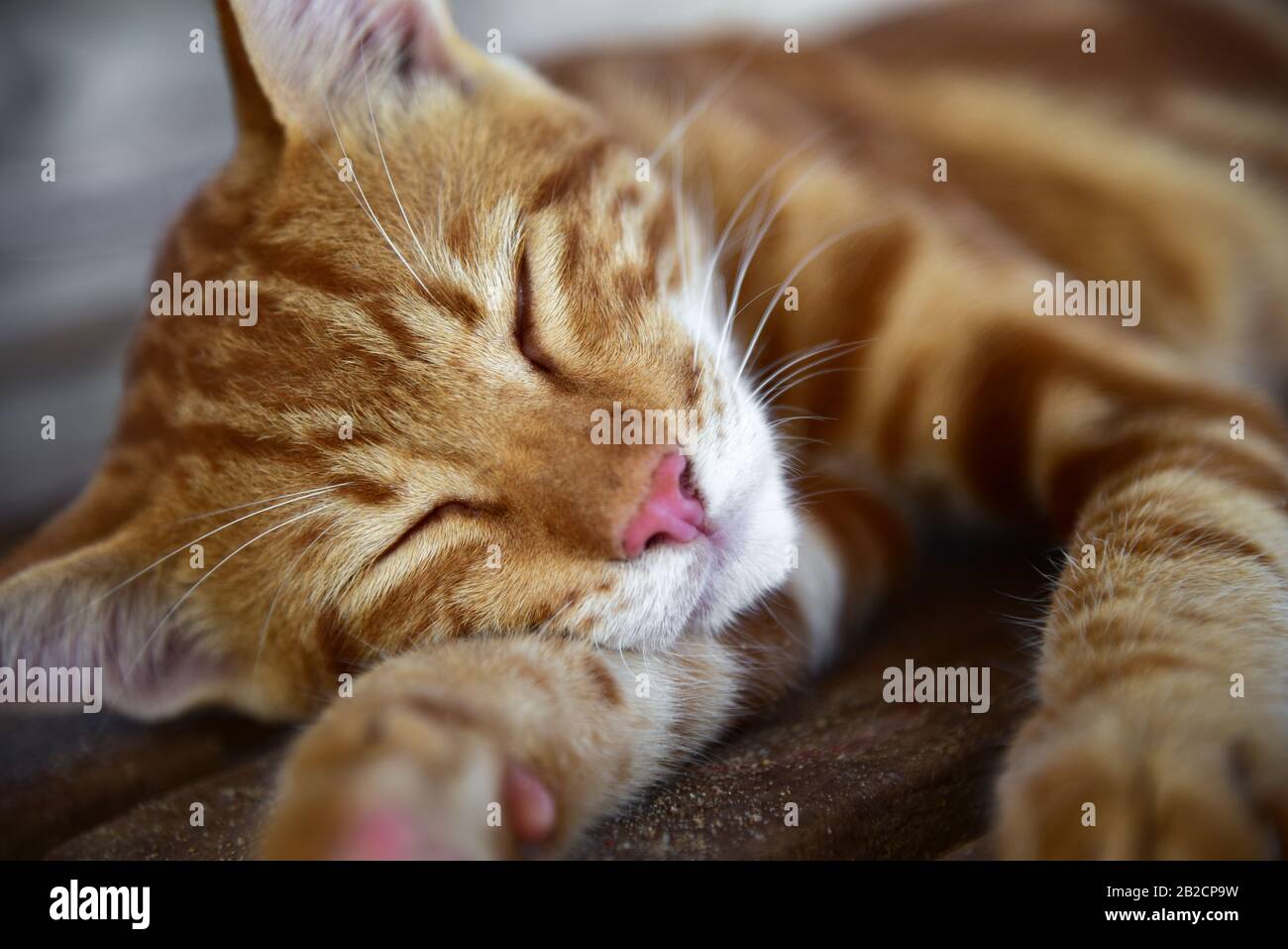 Rote Katze schläft auf einer Bank in der Sonne. Stockfoto