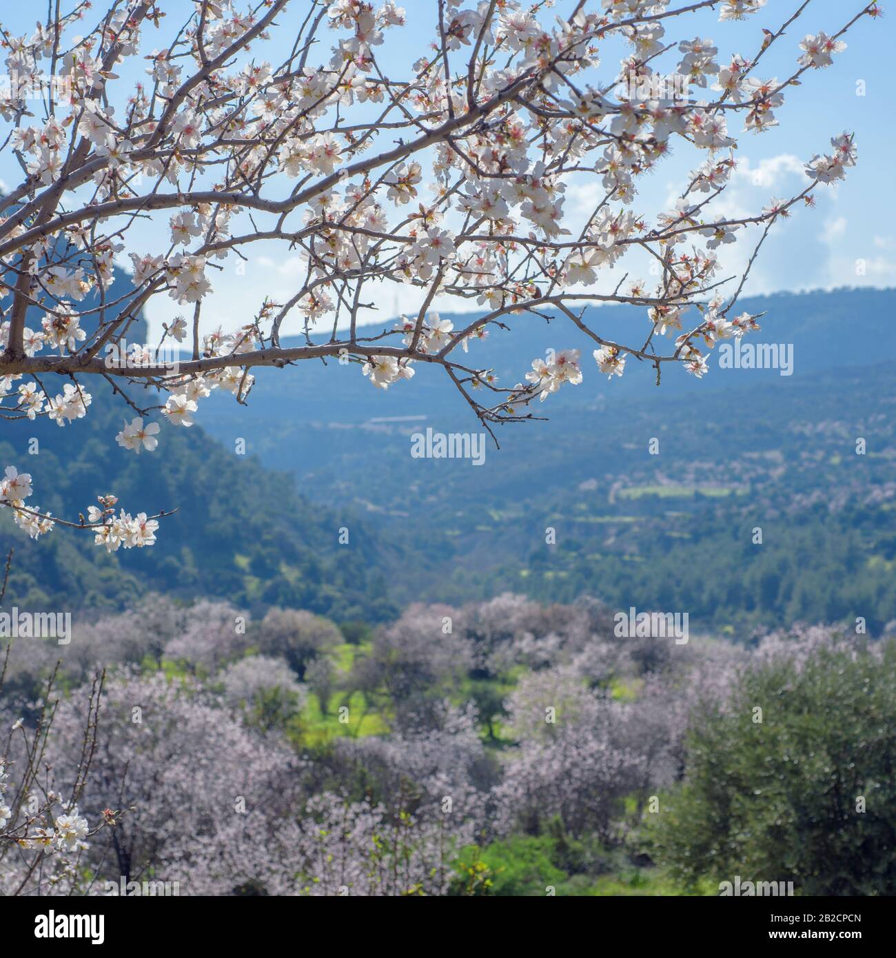 Grünes Tal mit blühenden Mandelbäumen im Frühling auf Zypern Stockfoto