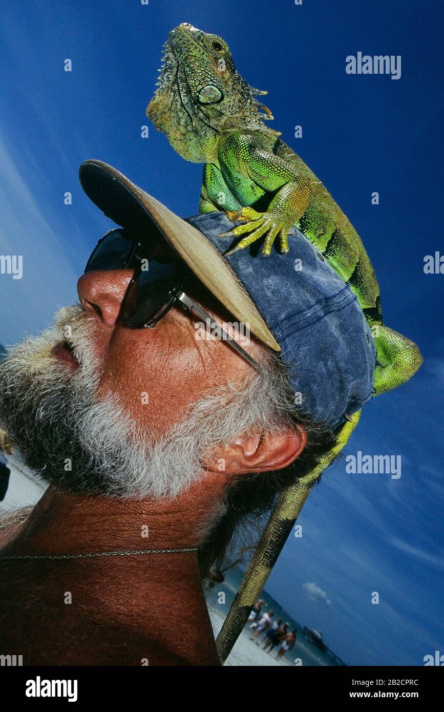 Mann mit seinem Haustier Leguan auf seinem Kopf. Florida. USA Stockfoto