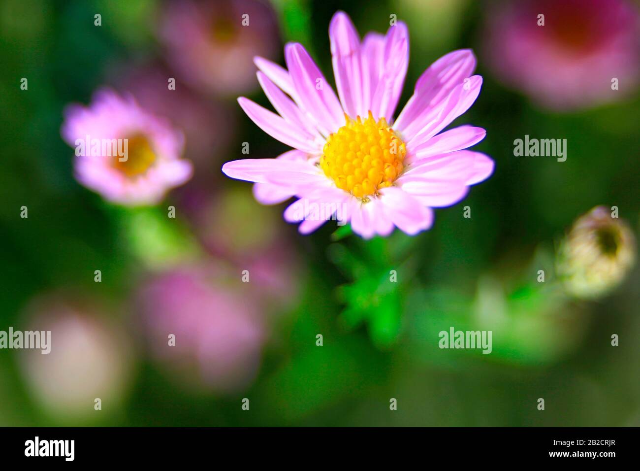 Violette Gänseblümchen auf einem markanten Grund von Blättern Stockfoto