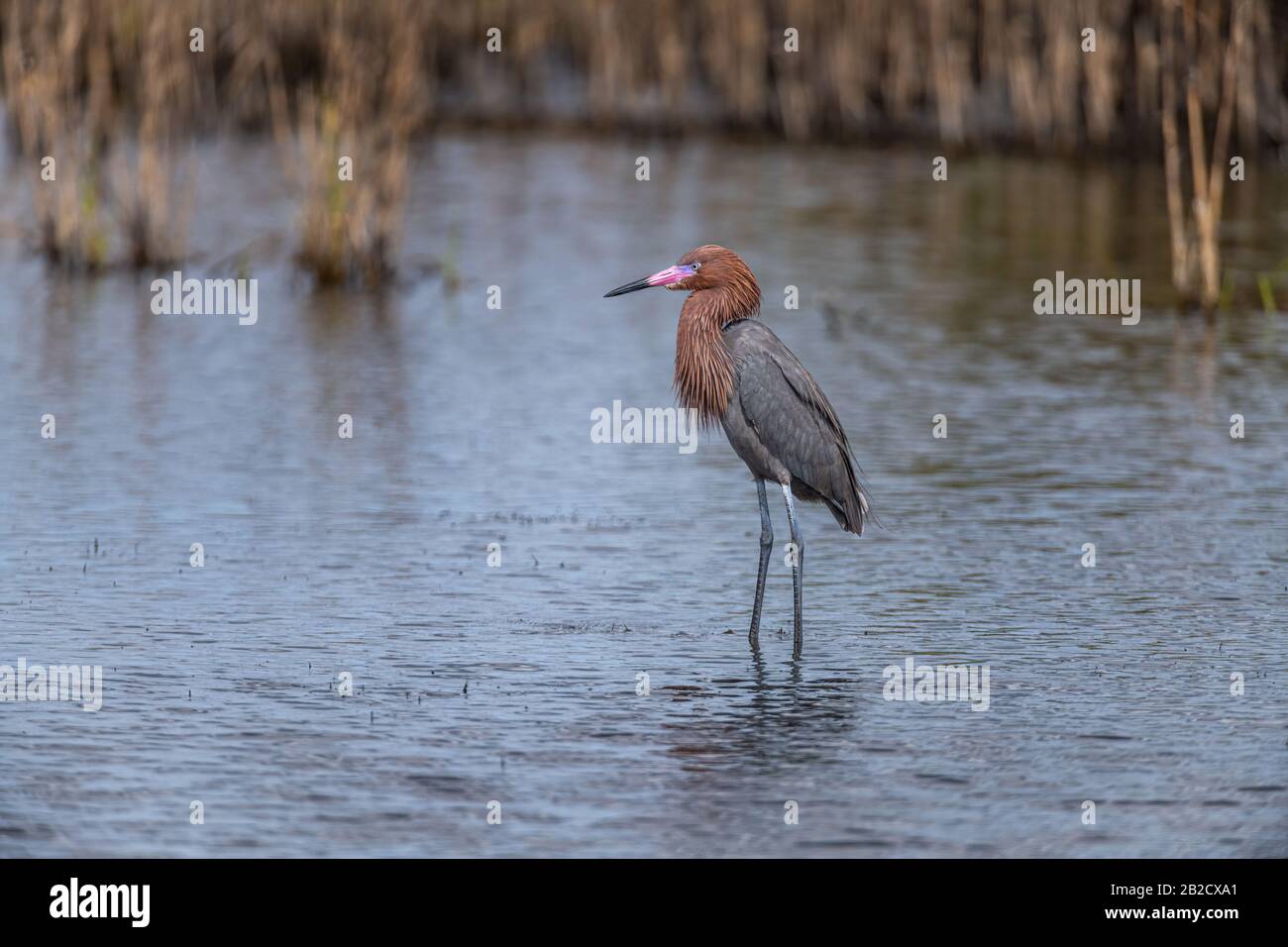 Ein züchterischer Erwachsener, der dunkel morph Rötlicher Egret (Egretta rufescens) in den Gewässern des Merrrit Island National Wildlife Refuge, Florida, USA, weht. Stockfoto