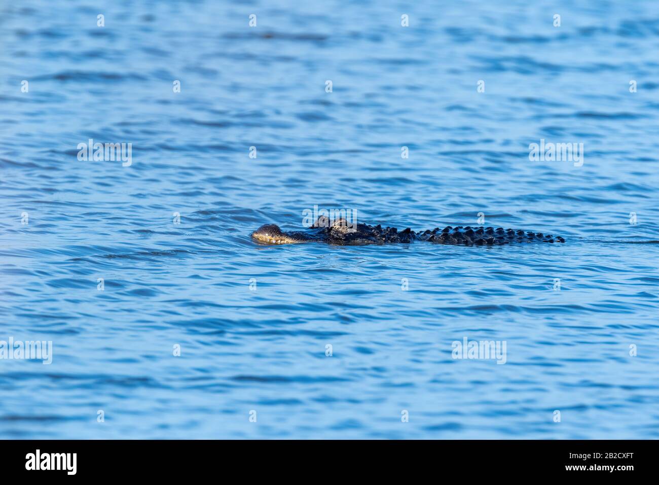 Ein amerikanischer Alligator (Alligator mississippiensis) stachelt es in den Gewässern von Merritt Island, Florida. Stockfoto