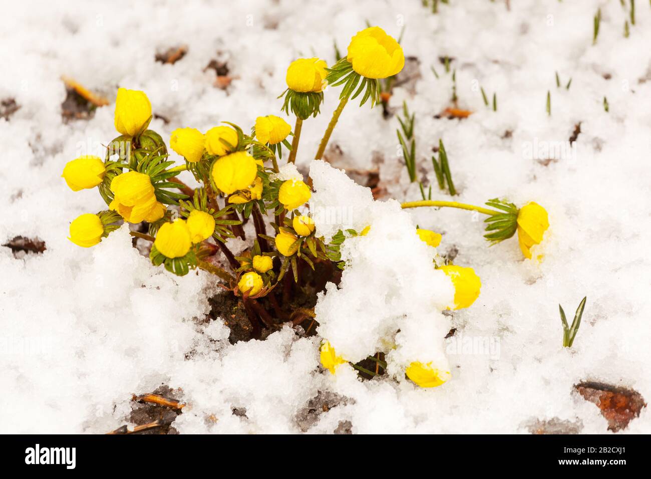 Featured image of post Hintergrundbilder Winterblumen Check out inspiring examples of winterblumen artwork on deviantart and get inspired by our community of talented artists