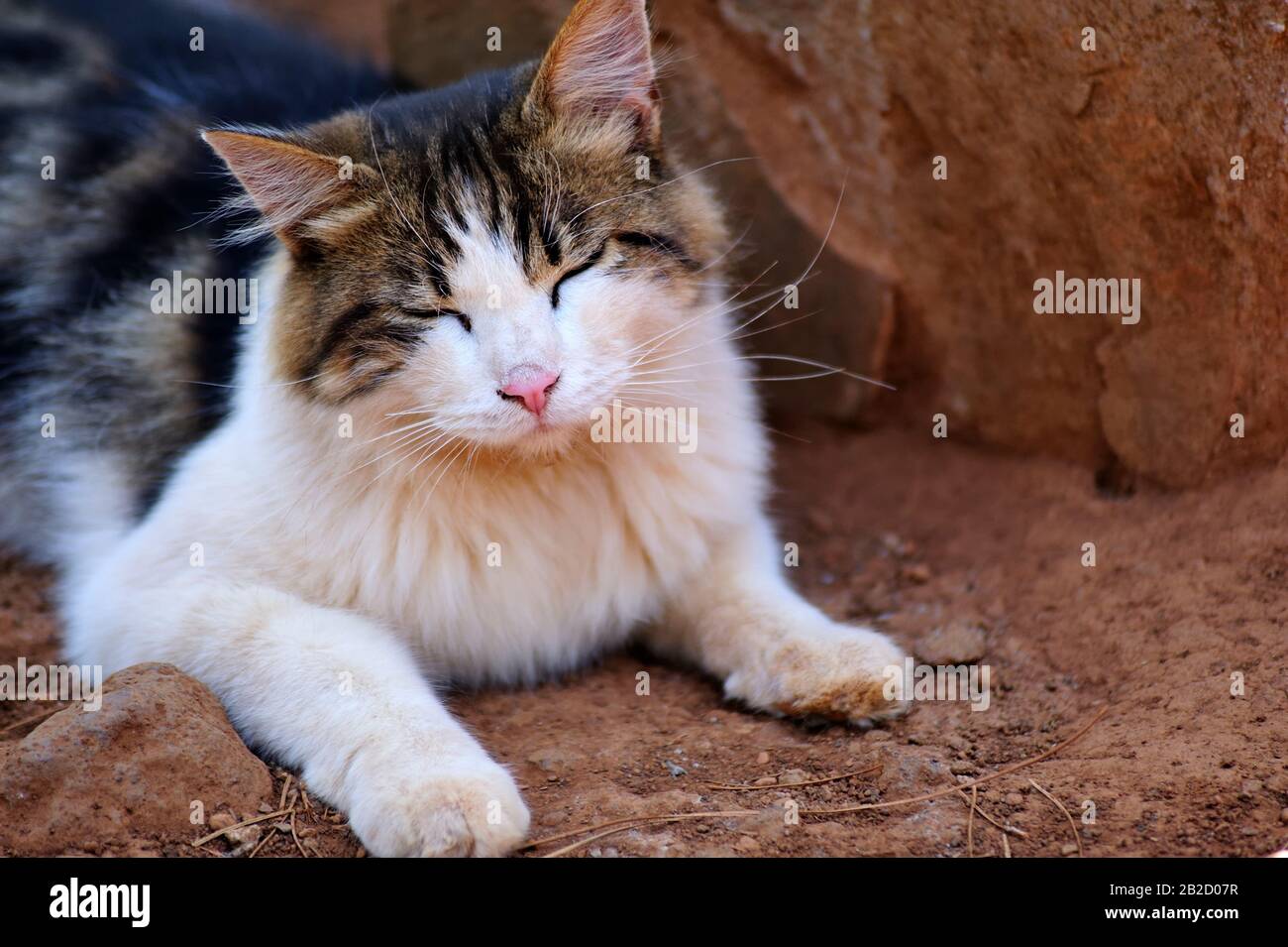 Entspanntes verschnaufeltes Katzen-Porträt mit geschlossenen Augen. Stockfoto