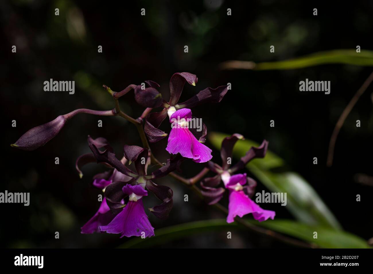 Purple Encyclia Cordigera Orchidee Nahaufnahme Foto Stockfoto