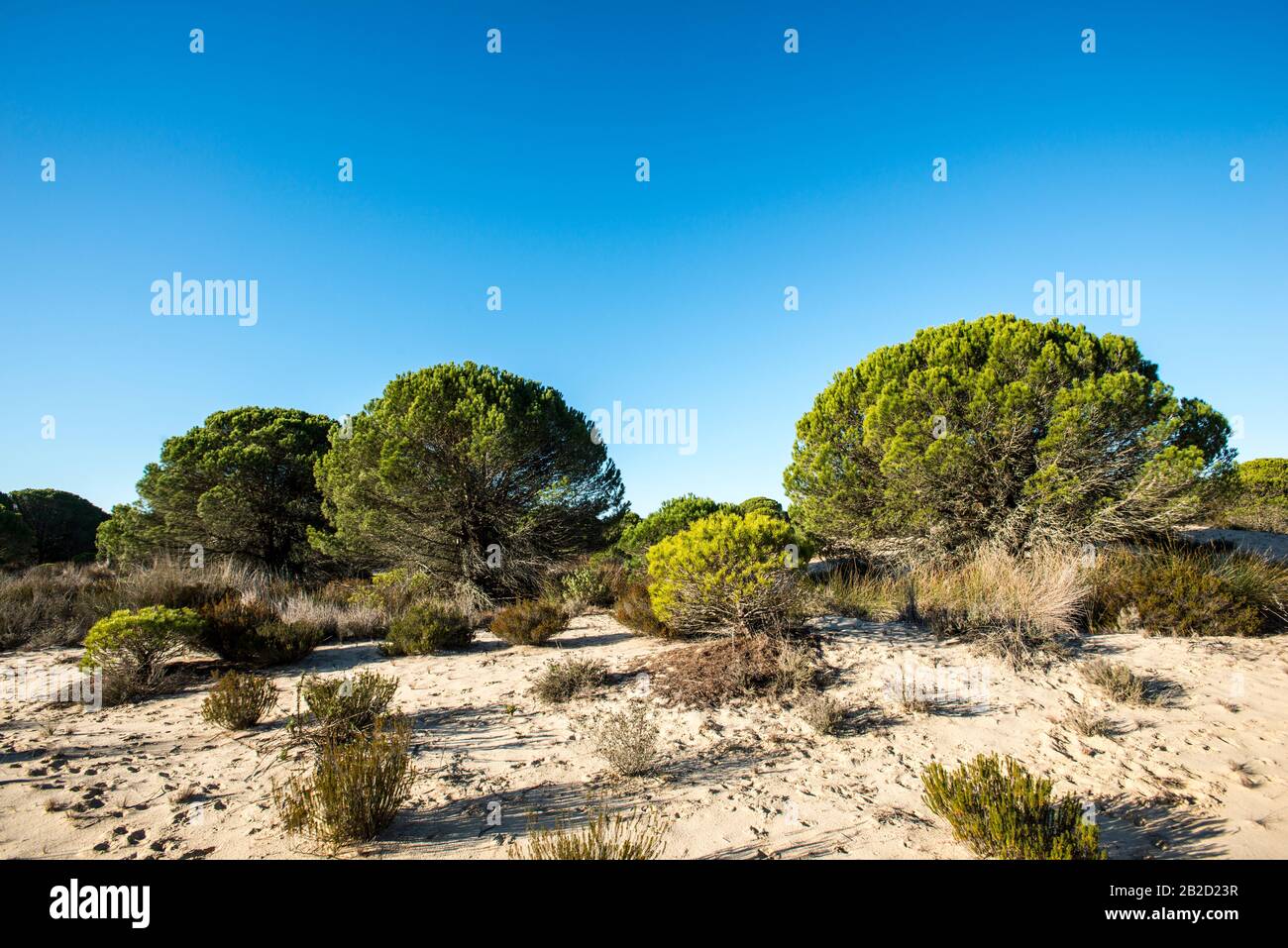 Nationalpark Doñana, Huelva Stockfoto