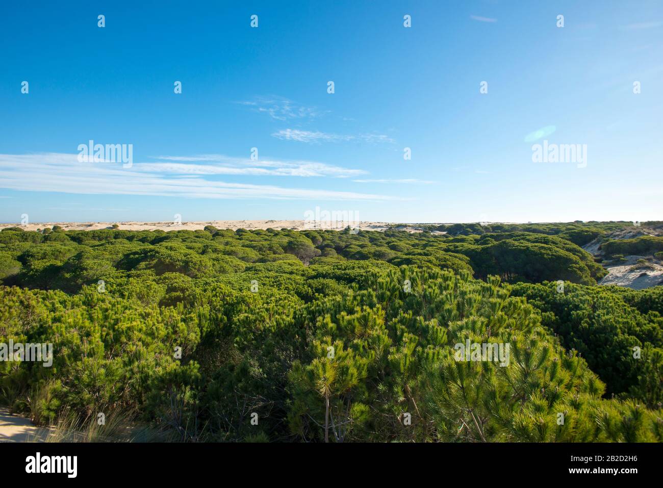 Nationalpark Doñana, Huelva Stockfoto