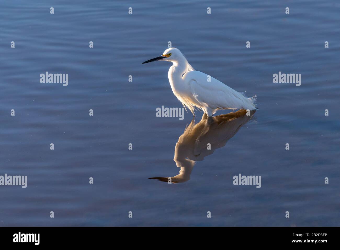 Ein Wattling Snowy Egret (Egretta thula) spiegelt sich im Wasser im Merritt Island National Wildlife Refuge in Florida, USA, wider Stockfoto