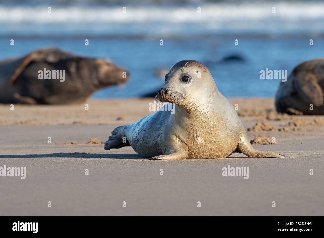 Hafensiegel (Phoca vitulina) am Rand des Ozeans Stockfoto