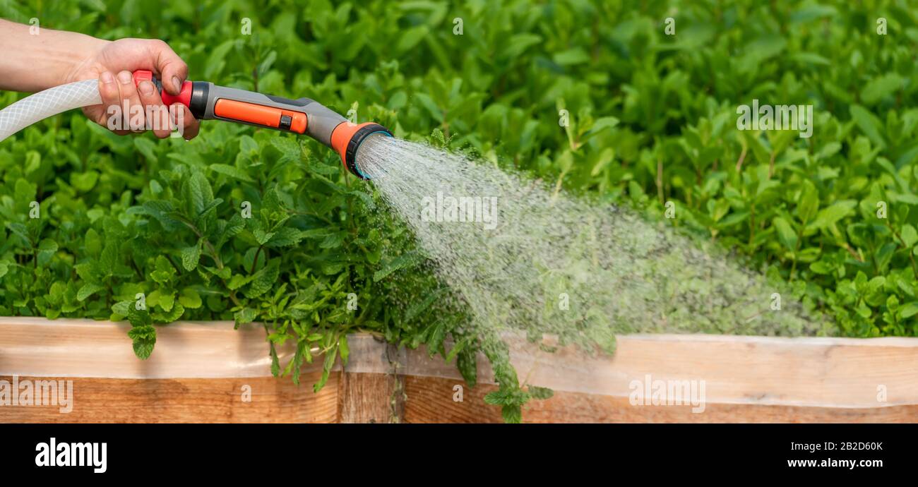 Bewässerung verschiedene Pflanzen im Gewächshaus Garten Stockfoto