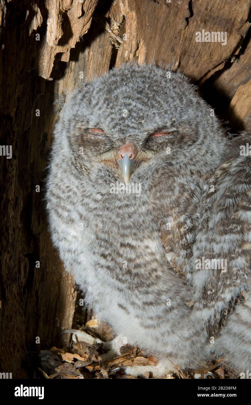 Eastern Screech Owl Babies, Owlets (Otus asio) Inside Tree Cavity, Nest, E USA, von Bill Lea/Dembinsky Photo Assoc Stockfoto