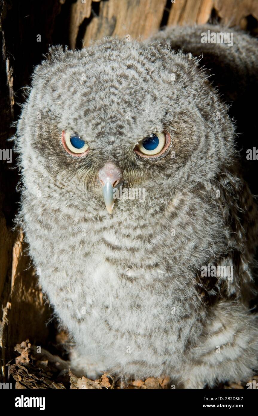 Eastern Screech Owl Babies, Owlets (Otus asio) Inside Tree Cavity, Nest, E USA, von Bill Lea/Dembinsky Photo Assoc Stockfoto