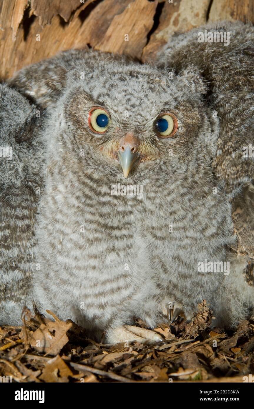 Eastern Screech Owl Babies, Owlets (Otus asio) Inside Tree Cavity, Nest, E USA, von Bill Lea/Dembinsky Photo Assoc Stockfoto