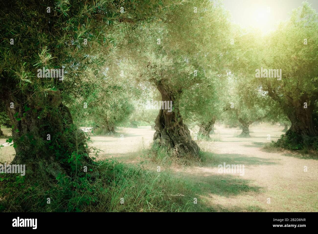 Panoramablick auf den griechischen Olivenbaum am sonnigen Tag, Insel Crete. Mediterrane Pflanzen wachsen in einer schattigen Plantage. Traditionelle Südflora, o. Stockfoto